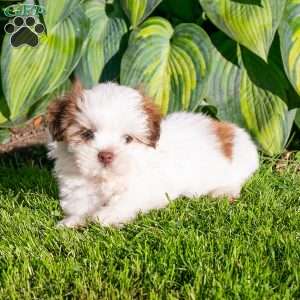 Brody, Shih Tzu Puppy